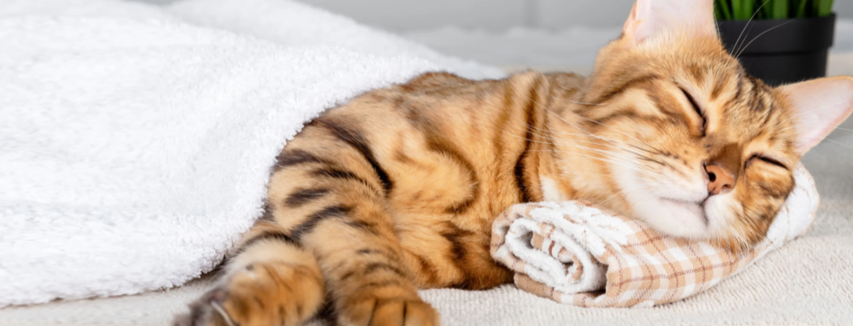 Orange Cat Sleeping with Towels